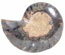 Split Black/Orange Ammonite (Half) - Unusual Coloration #55621-1